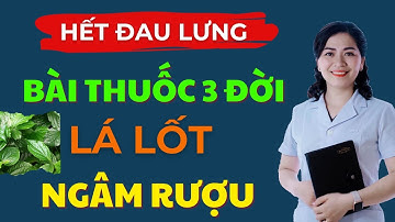 Bài Thuốc Lá Lốt Ngâm Rượu 3 Đời – Hết Đau Lưng, Không Cần Thuốc
