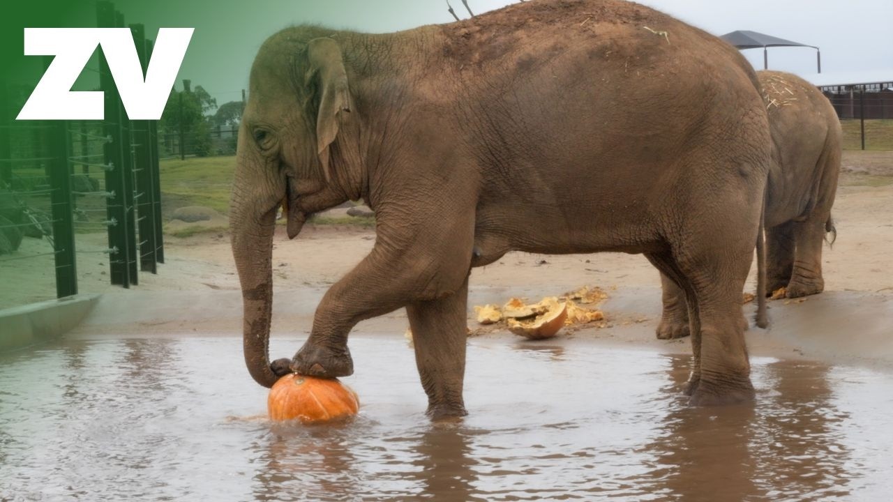 Hippos and Elephants love smashing pumpkins!