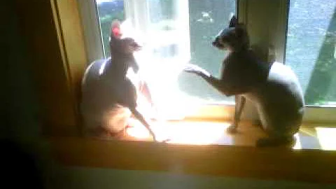 Video 1217951: hairless cat fight