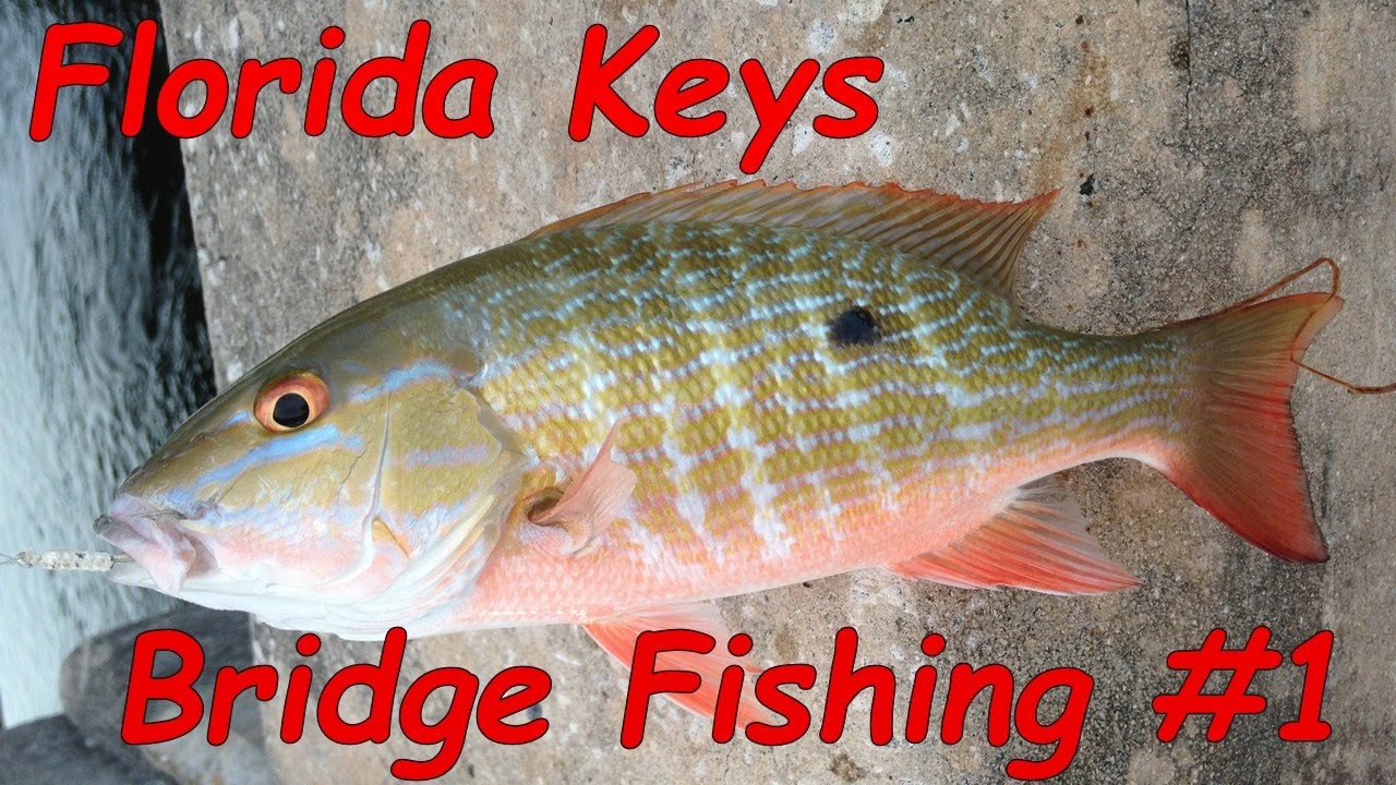 Key West Bridge Fishing - Episode #1 - Let's Get Started - YouTube