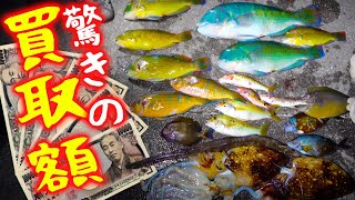 一晩で幾ら稼げる？プロが本気で魚を突いた結果がヤバ過ぎました【素潜りキャンプ#3話​】
