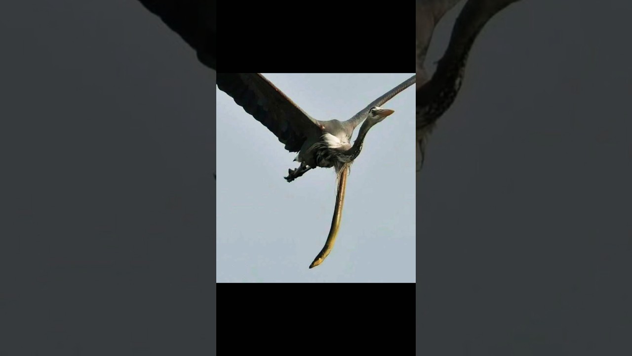 The Great Eel EscapeYouTube LiveScience12 Nov 2024