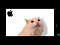 All Cat Ringtones 2025 Memes