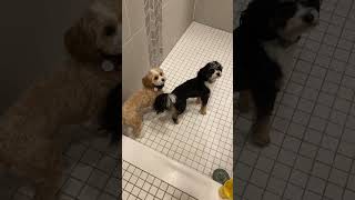 Cavapoo Puppies being ridiculous and want shower water 😅🤷‍♂️🥰❤️ by Loki and Luna 173 views 8 days ago 1 minute, 20 seconds