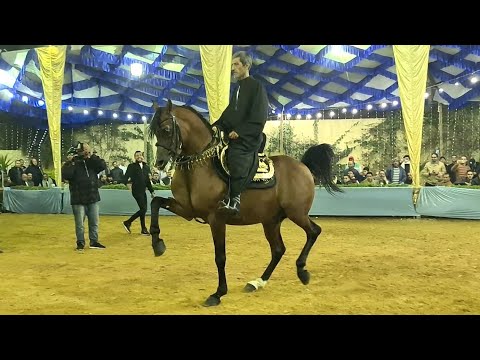  خيل المعلم مدحت البيطار و الكوماندا مزرعة الصباح 