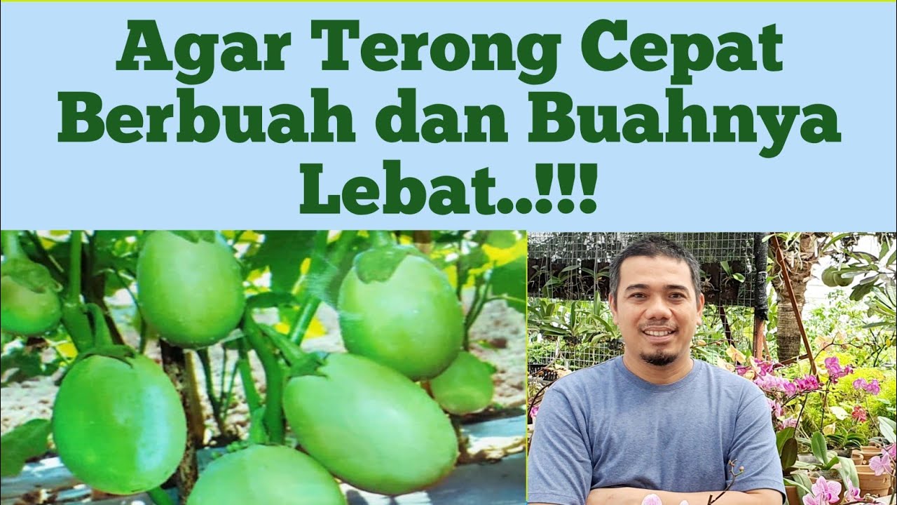 Cara menanam terong hidroponik, cara menanam terong agar cepat berbuah
