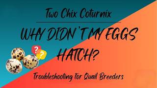 Why didn't my eggs hatch? Troubleshooting for Quail breeders
