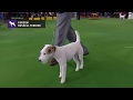 Parson Russell Terriers | Breed Judging 2019 の動画、YouTube動画。