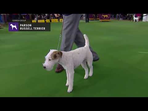 Video: Parson Russell Terrier Hunderase Hypoallergen, Helse Og Levetid