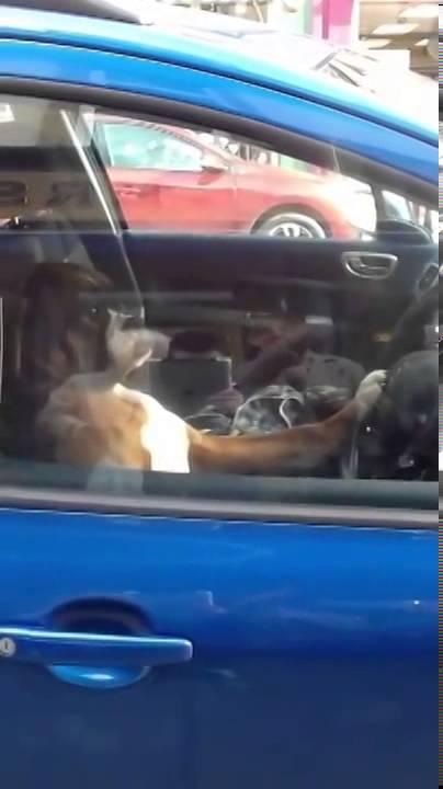 Dog locked in car pressing horn waiting for owner! - YouTube