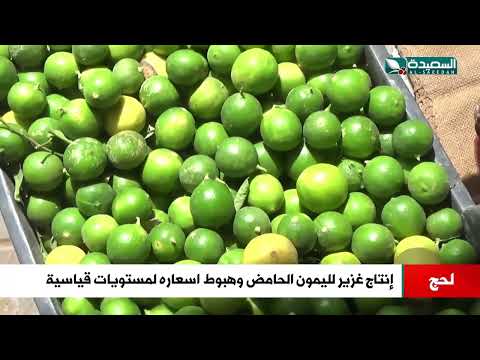 إنتاج غزير لليمون الحامض في لحج وهبوط اسعارة لمستويات قياسية
