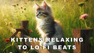 Lofi With My Cat: Cozy Cafe Lofi Jazz - Relaxing Background Music for Studying” 🎶🐱