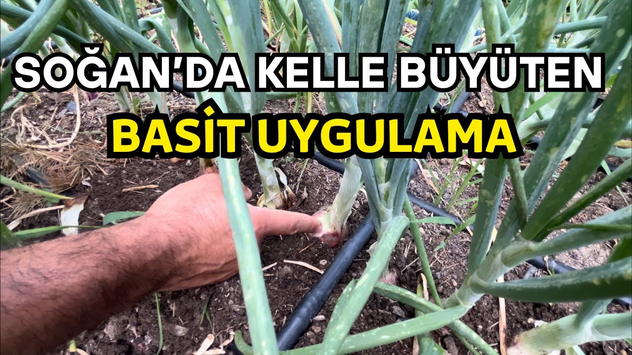 Soğanlar Neden Küçük Kalıyor? İşte Çözümü!