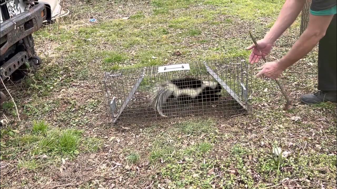 How to remove a skunk from a live trap without getting sprayed YouTube