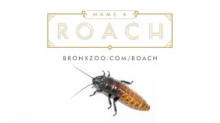 Roaches Are Forever | Bronx Zoo