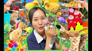 Bạn Cá Và Hanale Thấy Vịt Con Vịt Con, Các Con Vật Thông Minh, Tìm Mèo Con Dễ Thương, Cá Trê