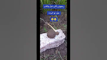 رجعوني تاني عيل وابقي عيل لو كبرت 