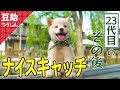 とってこーい、とってきた♡ニコニコ23代目【豆助通信】＜柴犬・豆柴＞