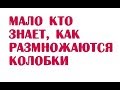 Мало кто знает, как размножаются колобки