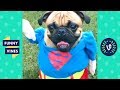 [20 MIN] SUPER DOG! Funny Animals Compilation 2018!