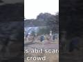 Marabiu stork scare the lion