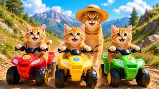 Live 🔴Mama Cat And Kitten ✨Funny Cat | Kucing 🌻 Cat Videos 😿 Cute Cat | Meow Meow screenshot 2