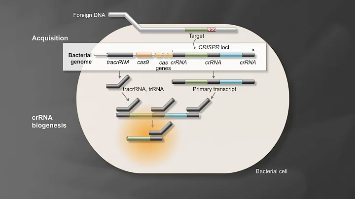 Bacterial Adaptive Immunity with CRISPR/Cas9 - DayDayNews