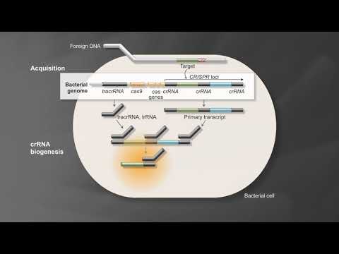 Video: Imuniti CRISPR-Cas Dan DNA Mudah Alih: Superfamili Transposon DNA Yang Baru Encoding Cas1 Endonuclease