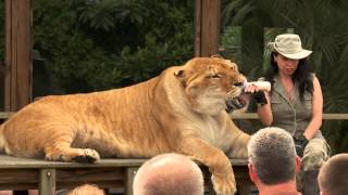 Visit the Myrtle Beach Safari