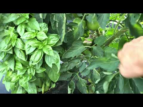 ピーマンモザイク病か Youtube