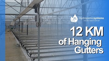12 kilometers of hanging gutters: this is how quality strawberries are produced at maximum yield