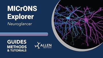 MICrONS Neuroglancer | Tutorial