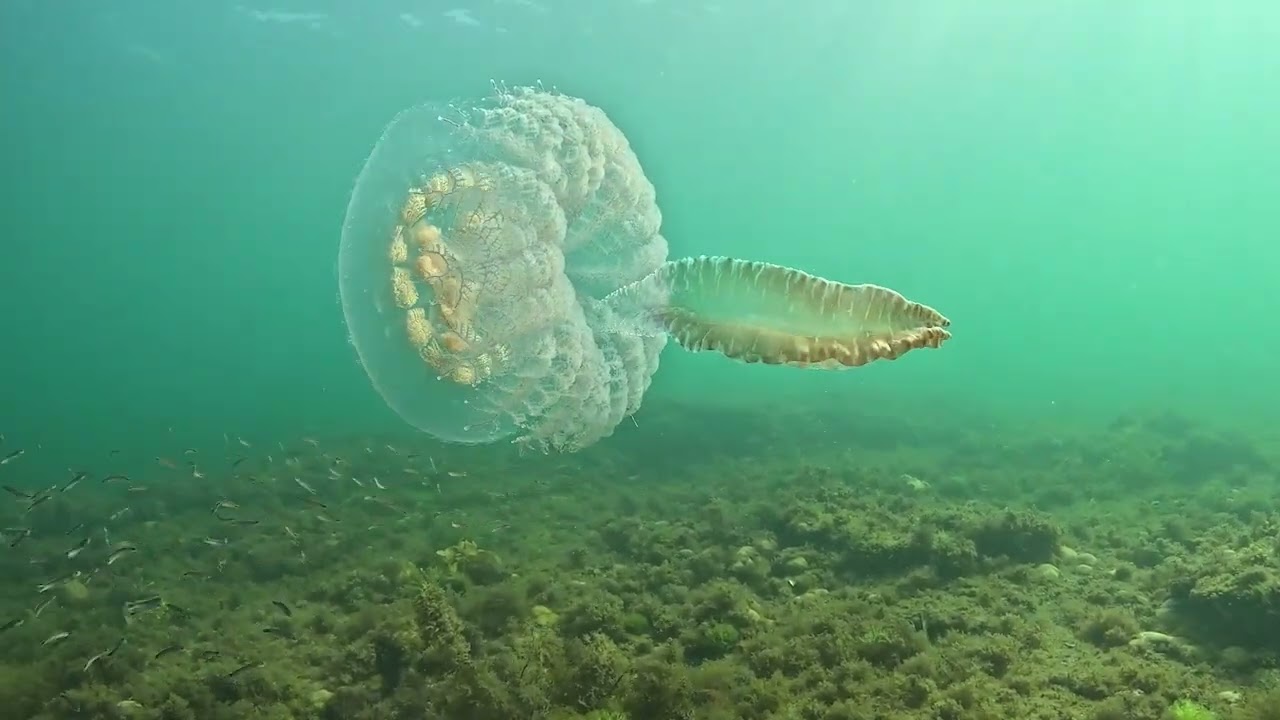 Ricketts Point Marine Sanctuary on 07/02/2026