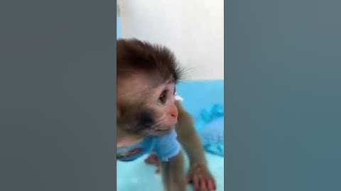 baby monkey bon bon🙈🐒🐒🐒@YouTube @ShortsBreak_Official @FunForKidsTVHindiRhymes
