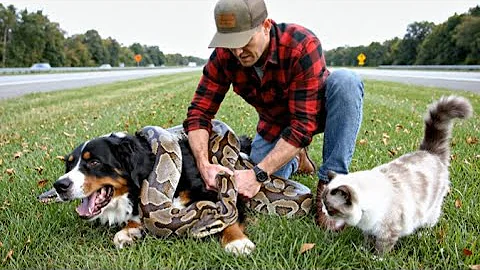 Video 11471091: cat attacks dog, animal rescue, giant cat