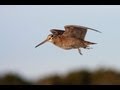 Woodcock on the Black Isle