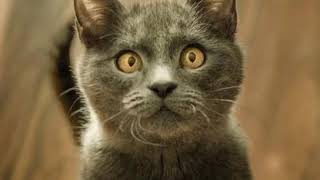 Dubbing Jawa Kucing Lucu