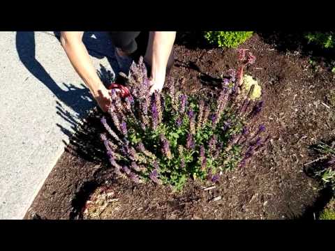 Salvia