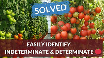 Jak poznáte, zda je rostlina rajčete determinantní?