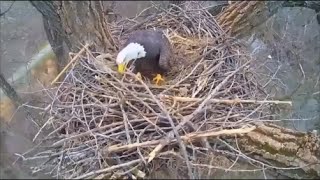 Decorah eagles and humans rebuild downed nest