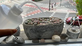 : / Lithops.      . 21.09.2023.