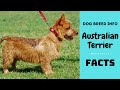 Australian terrier dog breed. All breed characteristics and facts about Australian Terrier