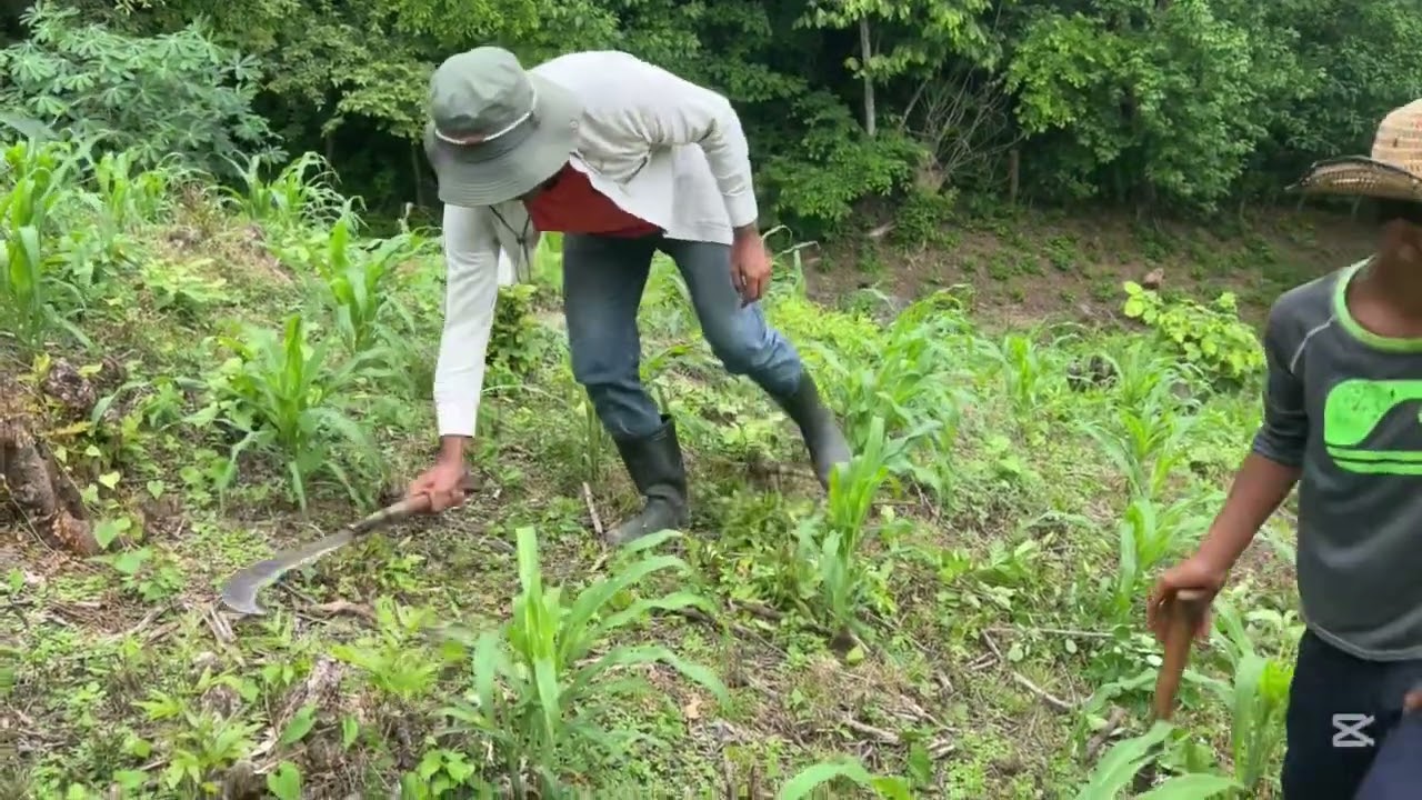 #Antigüedades Así limpiamos manualmente la milpa en el campo.