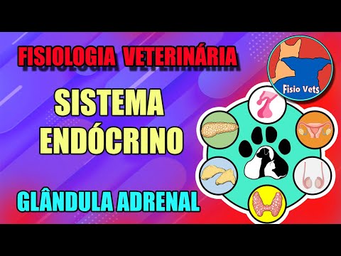 Vídeo: Tratamento Do Câncer Da Glândula Adrenal Em Cães - Câncer Da Glândula Adrenal Em Cães