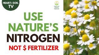Get the Right Balance of FREE Nitrogen | Stewart Lundy
Can you get the balance of Nitrogen right in your soil?
What do you use?
How much does it cost you?
Chamomile • Yarrow • Nettles
All stabilize and save Nitrogen
Biodynamic practices work with nature.
Eliminate the cost of buying nitrogen fertilizer.
🌿 Pro Insight
Healthy soil doesn’t need more inputs…
👉 it needs consistency and support
🔔 Subscribe to Heart & Soil TV @HeartandSoil
Learn practical, proven strategies for:
• long-term soil fertility
• regenerative farming
• composting that works
• reducing input costs
👉 Subscribe and grow with confidence.
🌱 Explore More
📖 Heart & Soil Magazine
https://www.heartandsoilmagazine.com
🌱 Growers Circle
https://www.heartandsoilmagazine.com/membership
🌿 LEARN more from Stewart Lundy @brujodinamico
Stewart has been working with the Josephine Porter Institute for Applied Biodynamics since 2022 where he is the Director of Operations. He has been farming since 2010 at his own biodynamic operation, Perennial Roots Farm, where he and his wife raise cattle, sheep, and hogs, as well as run a market garden and CSA.
💚 With love, Heart & Soil
We help you farm and garden better... and live in health and wholeness
#heartandsoilmagazine #biodynamicfarming #soilbiology #soilamendments #nettles Get the Right Balance of FREE Nitrogen | Stewart Lundy