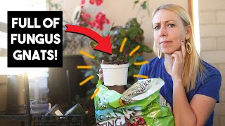 Where do fungus gnats come from?