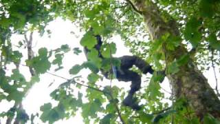 Earth Firster abseiling down from a tree-house for media at Mainshill Solidarity Camp