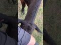 Foot Licking Foot Licking