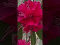 Rhododendron Flower || The Flower That Inspired a Himalayan Revolution #youtubeshorts
