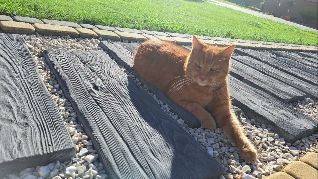 Rapture Ride (AI Music Mix 5.1 Surround)